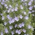 Rosemary 'ARP', Culinary Rosemary, Compass Weed (1-Gallon Pot)