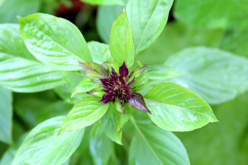 Basil Thai (25+ Seed Pack) - COOL BEANS N SPROUTS Brand -