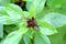 Basil Thai (25+ Seed Pack) - COOL BEANS N SPROUTS Brand -