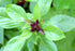 Basil Thai (25+ Seed Pack) - COOL BEANS N SPROUTS Brand -