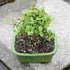 3 5-8 Inches Brussel's Bonsai - Live Dwarf Jade Bonsai Tree in a Ceramic Bonsai Pot, Indoor Succulent Houseplant, Years
