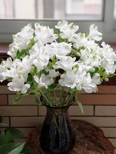 Cassiolina 10 Stems Fresh Alstroemeria Flowers Peruvian Lily Bouquet Mixed Color Stems Long Lasting Fresh Flowers