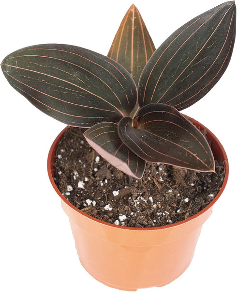 Black Jewel Orchid (Ludisia discolor): A Stunning Orchid with Velvety Dark Leaves