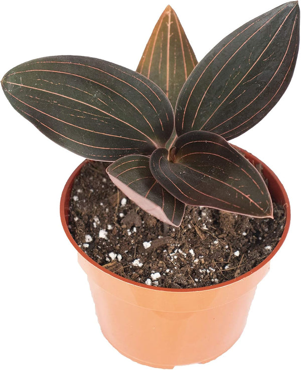 Black Jewel Orchid (Ludisia discolor): A Stunning Orchid with Velvety Dark Leaves