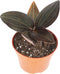 Black Jewel Orchid (Ludisia discolor): A Stunning Orchid with Velvety Dark Leaves