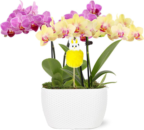 Green Circle Growers Pink and Yellow Orchid Duo in 4" White Pot
