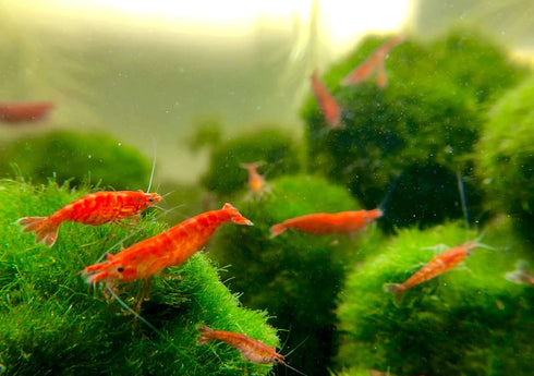 Aquarigram 8 (+2 Bonus) Red Cherry Shrimp Live (Neocaridina Davidi) by