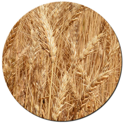 2lbs (Pack 2) Organic Soft White Whole Wheat Flour
