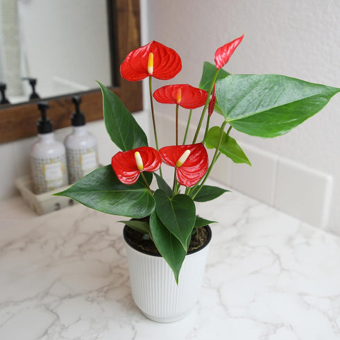4 Inch Altman Plants Red Anthurium Live Plant Decor in White Plastic Plant Pot, Easy to Grow Desk Plant, Easy Plant