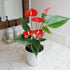 4 Inch Altman Plants Red Anthurium Live Plant Decor in White Plastic Plant Pot, Easy to Grow Desk Plant, Easy Plant