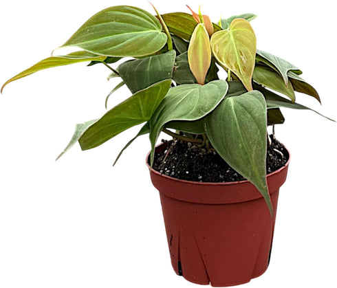 CoollectivePlants Philodendron Mican Live Plant in 4" Growers Pot Easy Care Indoor