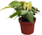 CoollectivePlants Philodendron Mican Live Plant in 4" Growers Pot Easy Care Indoor