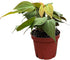 CoollectivePlants Philodendron Mican Live Plant in 4" Growers Pot Easy Care Indoor