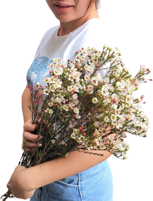 15 Fresh White Wax Flower Hydroponic Fresh Cut Flower Arrangement Gifts for Home Decor Birthdays Anniversaries Healing