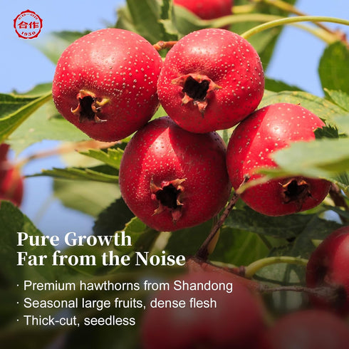 1950 60g, 100% CO-OP Hawthorn Berry Tea, Whole Deseeded Fruit Cut, Thin Skin & Thick Flesh, Natural Tart-Sweet Flavor