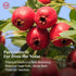 1950 60g, 100% CO-OP Hawthorn Berry Tea, Whole Deseeded Fruit Cut, Thin Skin & Thick Flesh, Natural Tart-Sweet Flavor