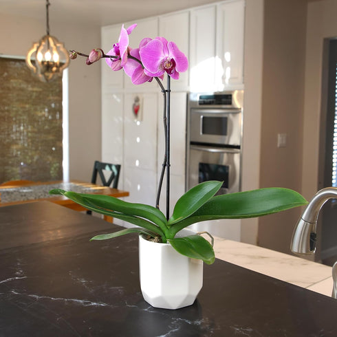 20-24" Purple Phalaenopsis Live Orchid Plant Lover Gift & White Orchid Pot, Tall, Live Plant Gift, Fresh Orchids Plants