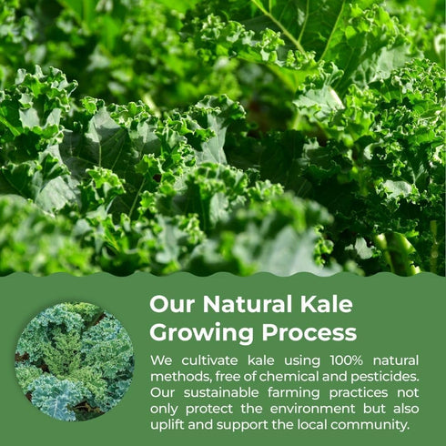 100% 2.43 oz eHerbal Freeze Dried Kale Powder Powder Superfood Non-GMO, Nutrient-Rich Greens for Smoothies, Juices