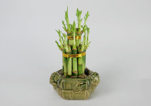 Athena's Garden Lucky Bamboo Tower Ceramic Frog Pot