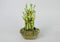 Athena's Garden Lucky Bamboo Tower Ceramic Frog Pot