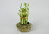 Athena's Garden Lucky Bamboo Tower Ceramic Frog Pot