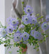 18 Fresh Cut Green Hypericum Berries - Stems