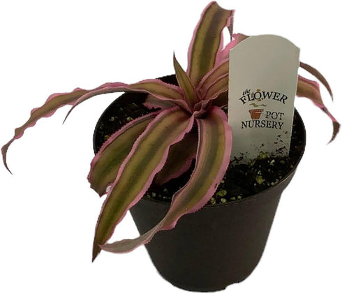 Generic FlowerPotNursery Earth Star Bromeliad Pink Cryptanthus bivittatus 4"" Pot