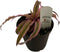 Generic FlowerPotNursery Earth Star Bromeliad Pink Cryptanthus bivittatus 4"" Pot