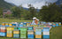 200+ 100% 17.6 oz Patagonia Mountain Honey APF by TERRA ANDES PLUS | Raw natural organic honey. Highest bioactive