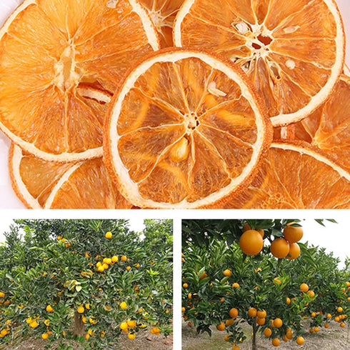JTEDZI 17.63oz(500g)) Dried Orange Slices, Dehydrated Orange Slices, Dried Citrus Slices, Dehydrated Fruit
