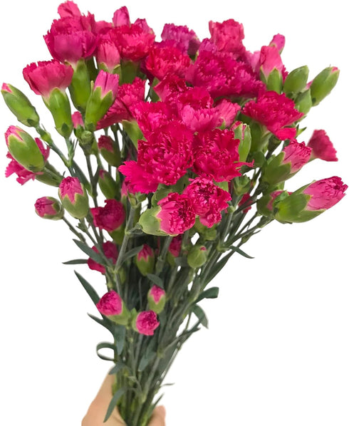 19 dark pink mini Carnations Hydroponic Flower Arrangement Gifts for home decoration birthdays anniversaries healing