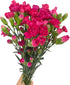 19 dark pink mini Carnations Hydroponic Flower Arrangement Gifts for home decoration birthdays anniversaries healing