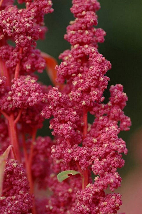 Generic Pacchetto semi: 50+ Cherry Vanilla Quinoa Chenopodium | Vegetable Seeds altamente nutriente