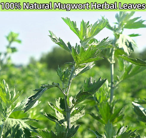 Zungtin 4 Mugwort herb Pure Leaves Fine Picked Bulk Stems Stalks Free, Natural Artemisia vulgaris Chemical Free - ounce