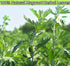 Zungtin 4 Mugwort herb Pure Leaves Fine Picked Bulk Stems Stalks Free, Natural Artemisia vulgaris Chemical Free - ounce