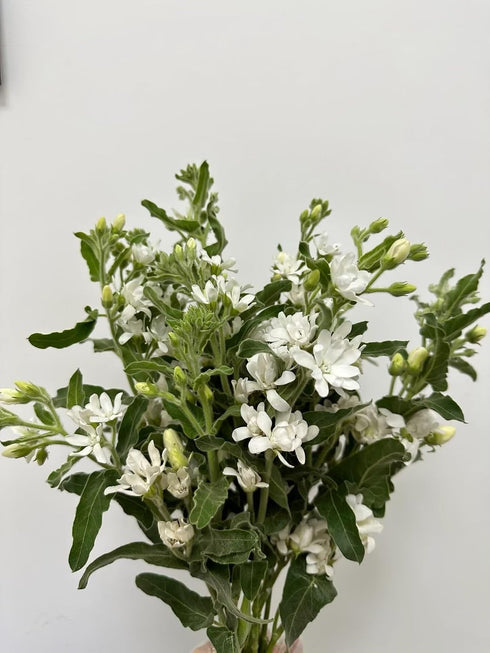 Cassiolina 10 Stem Fresh Cut Blue Star Flowers Tweedia Bouquet Stems for Wedding Floral Arrangement Home Decoration