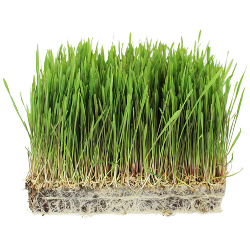 1 Lb Bag Organic Rye Grain Seeds - Rye Seed for Sprouting