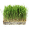 1 Lb Bag Organic Rye Grain Seeds - Rye Seed for Sprouting