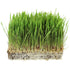1 Lb Bag Organic Rye Grain Seeds - Rye Seed for Sprouting