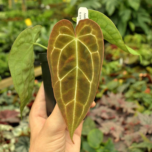 Ishy Plant 2" Anthurium forgetii x crystallinum Live Plant | Rare Hybrid Anthurium | Velvet Heart-Shaped Leaves |
