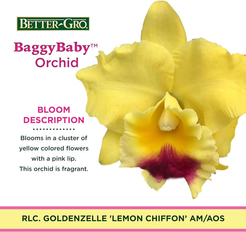 4" 6-12 Better-Gro Cattleya Hybrid RLC. Goldenzelle 'Lemon Chiffon, Live Plant, Blooms in Months with Proper Care