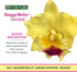4" 6-12 Better-Gro Cattleya Hybrid RLC. Goldenzelle 'Lemon Chiffon, Live Plant, Blooms in Months with Proper Care