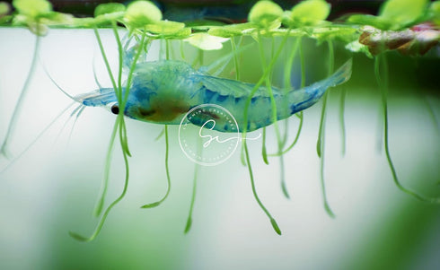 Swimming (5 5 Creatures Premium Neocaridina Shrimp Fun Two-Color Combo for a Vibrant Aquarium Blue Velvet & Snow Ball)