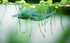 Swimming (5 5 Creatures Premium Neocaridina Shrimp Fun Two-Color Combo for a Vibrant Aquarium Blue Velvet & Snow Ball)