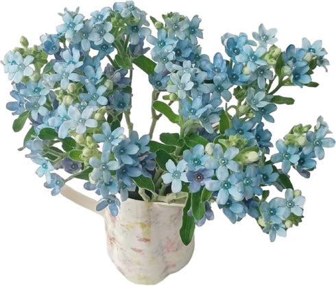 10 Stems of Fresh Blue Tweedia for DIY Floral Arrangements - Perfect for Weddings and Anniversaries