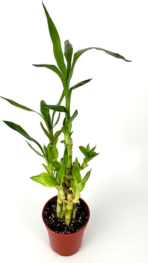 4" Lucky Bamboo Good Luck and Wealth Houseplant Home and Office Decor, Pot