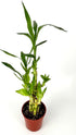 4" Lucky Bamboo Good Luck and Wealth Houseplant Home and Office Decor, Pot