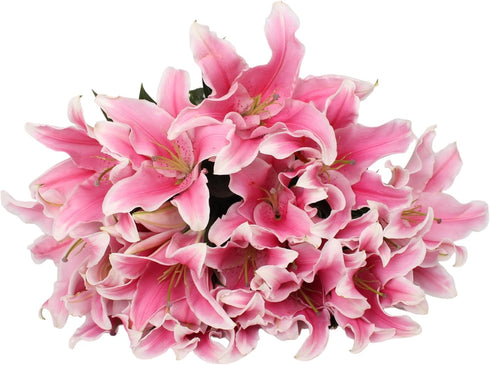 10 Stem Pink Giant Lilies Fresh Cut Flower Bouquet Very Fragrant Gifts for home decoration birthdays anniversaries