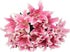 10 Stem Pink Giant Lilies Fresh Cut Flower Bouquet Very Fragrant Gifts for home decoration birthdays anniversaries