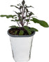 3" Purple Sage Herb - Grow Indoors/Out - Live Plant - Pot
